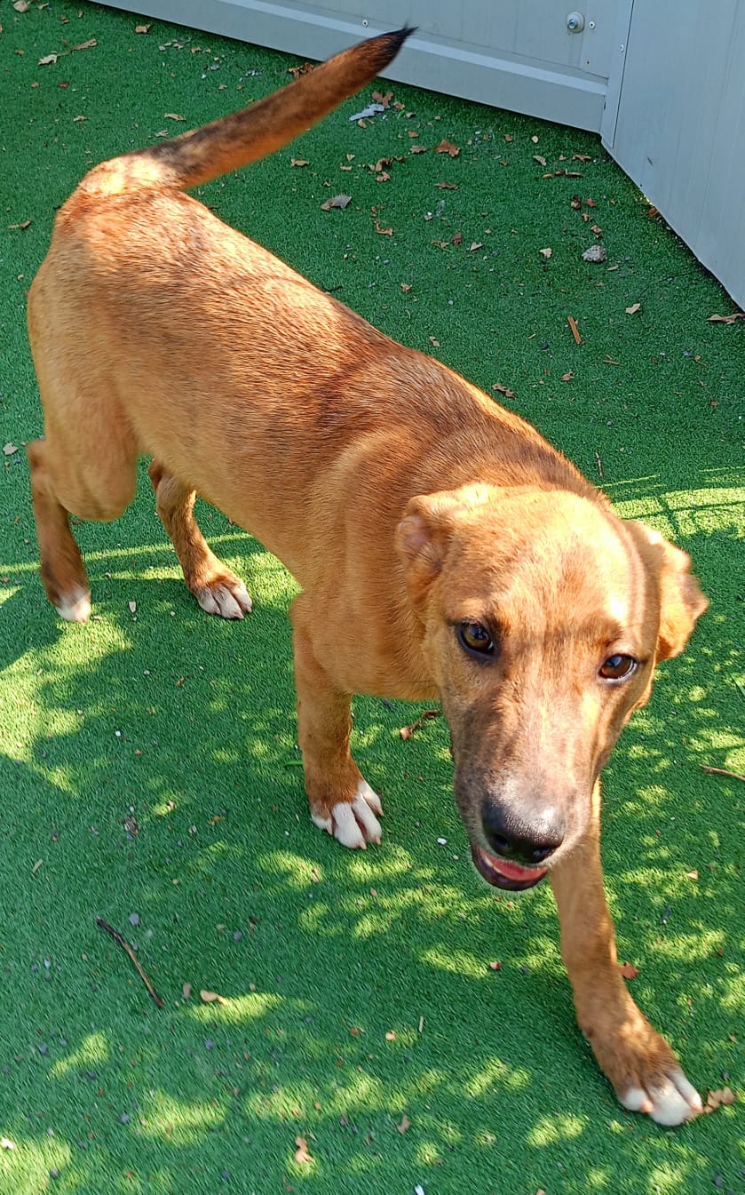 Scio Associazione Salvami