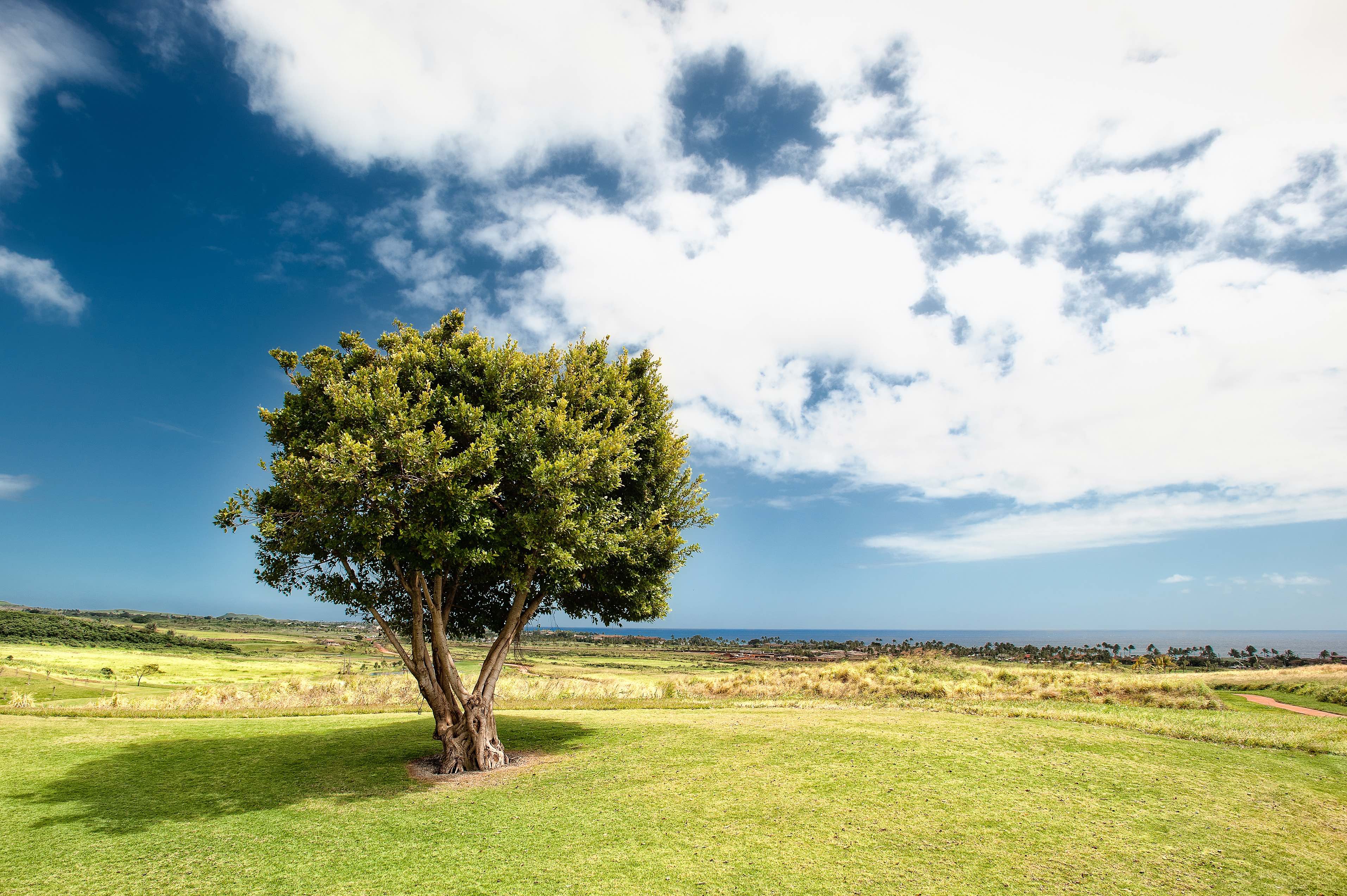 Tree Salvere