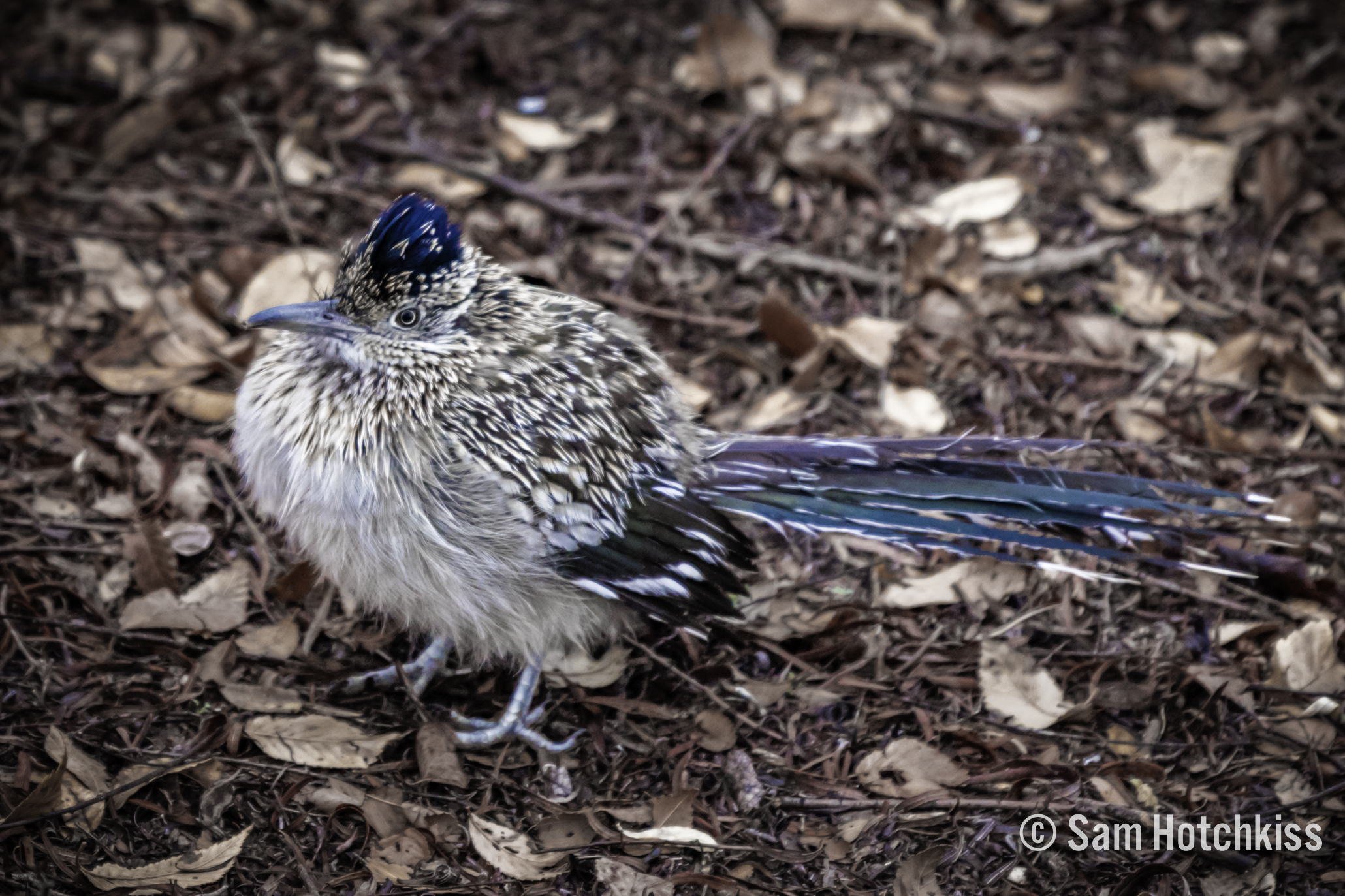 Young Roadrunner in the Bosque Sam Hotchkiss