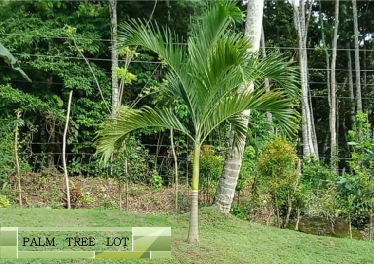 LOT Samal Eternal Garden