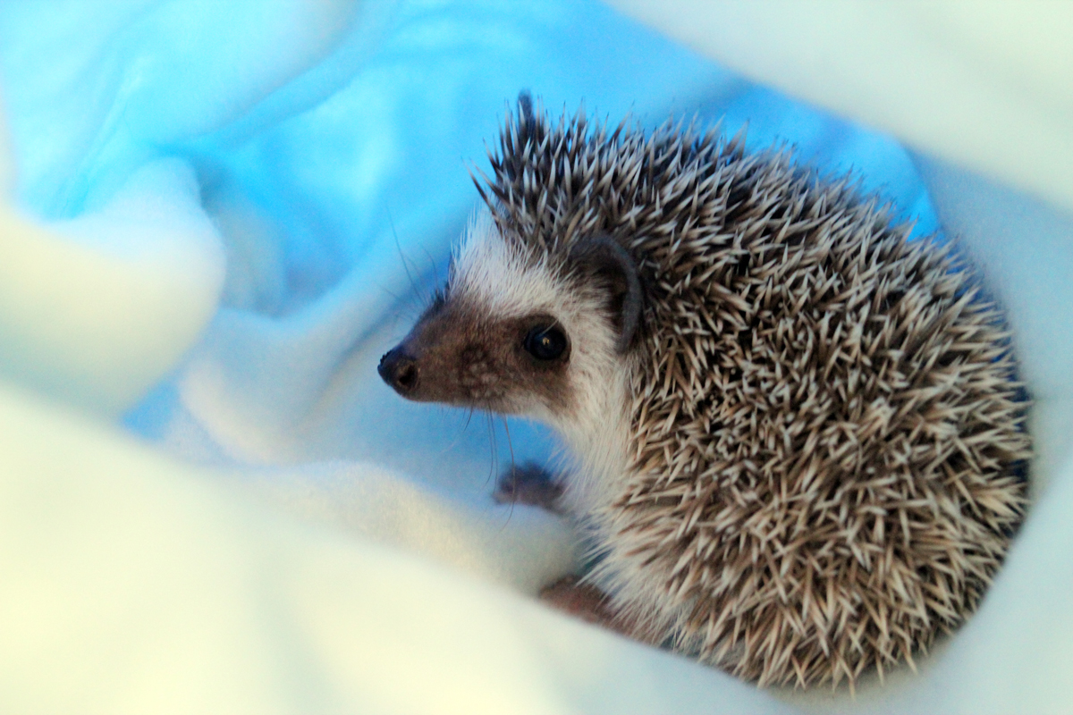 Herbert, the African Pygmy Hedgehog Freddie's Fan Club