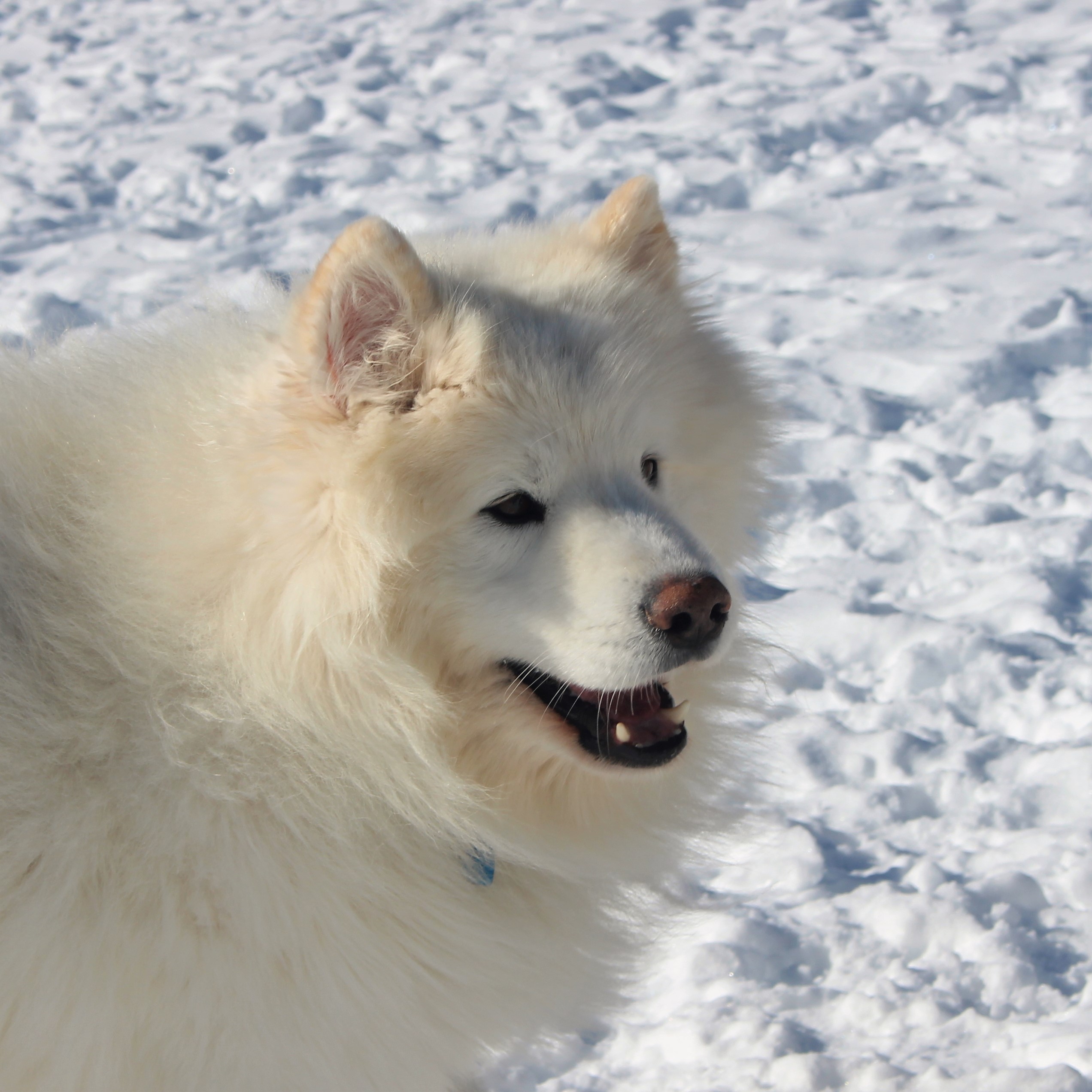 Sam Arctic Séjours en Laponie. Traîneau à chiens.
