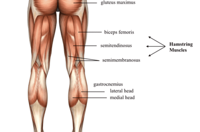Knee joint Anatomy, Function, Clinical importance