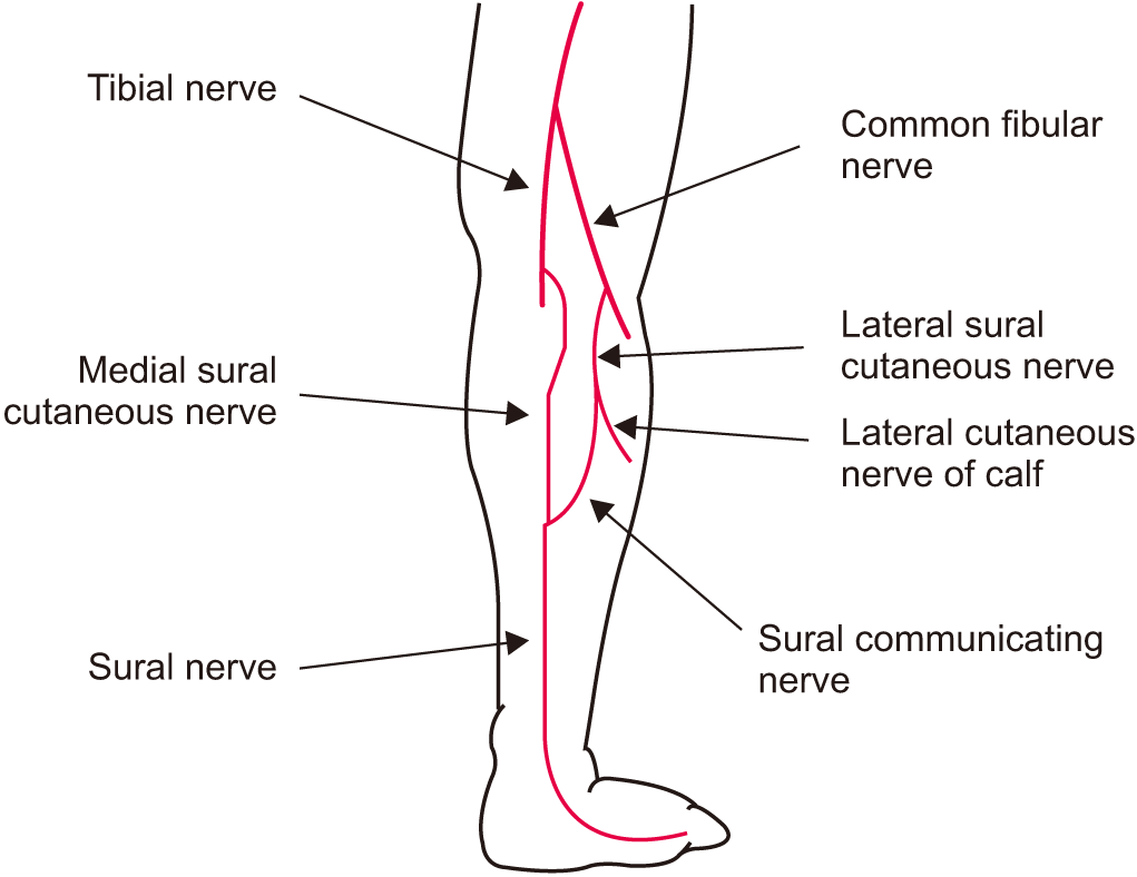 Sural Nerve