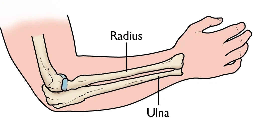 Ulna Bone Anatomy, Ossification, Attachment Samarpan