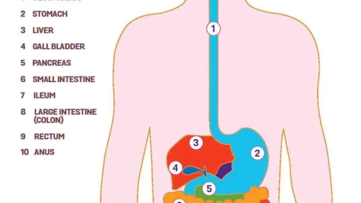 Organs Of The Digestive System Diagram