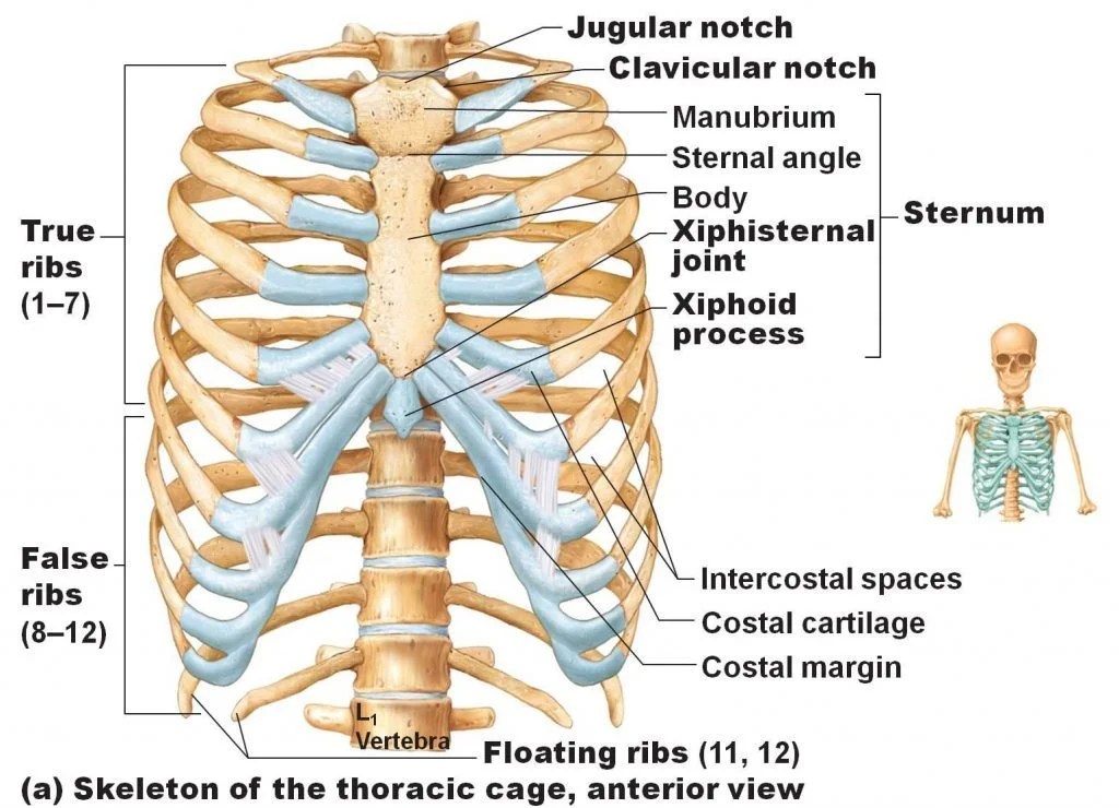 Ribs Anatomy Posterior