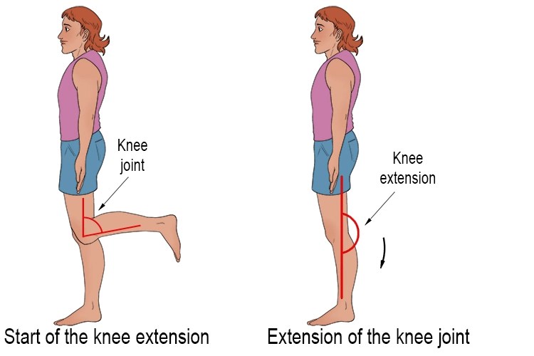 Knee Flexion And Extension - Movement, ROM, Function, Exercise