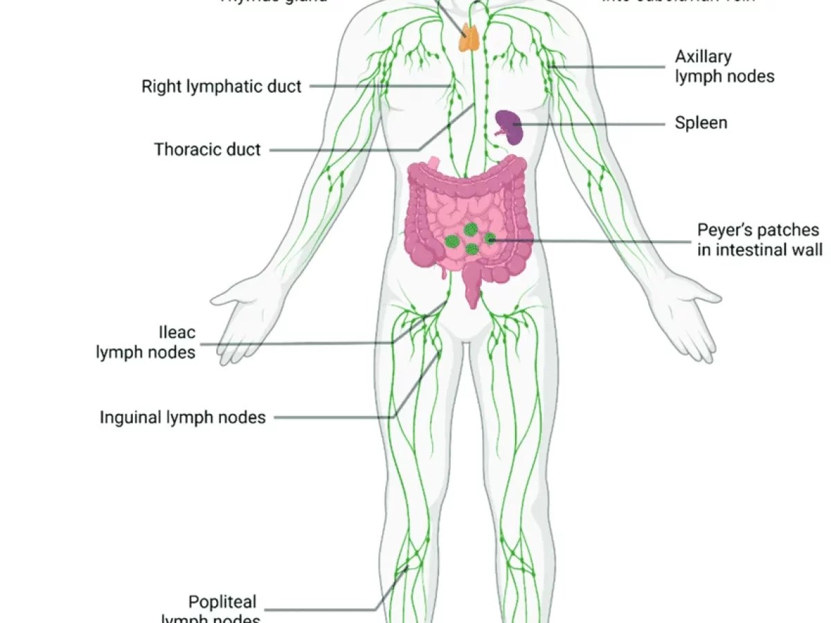 Lymphatic System Anatomy And Physiology