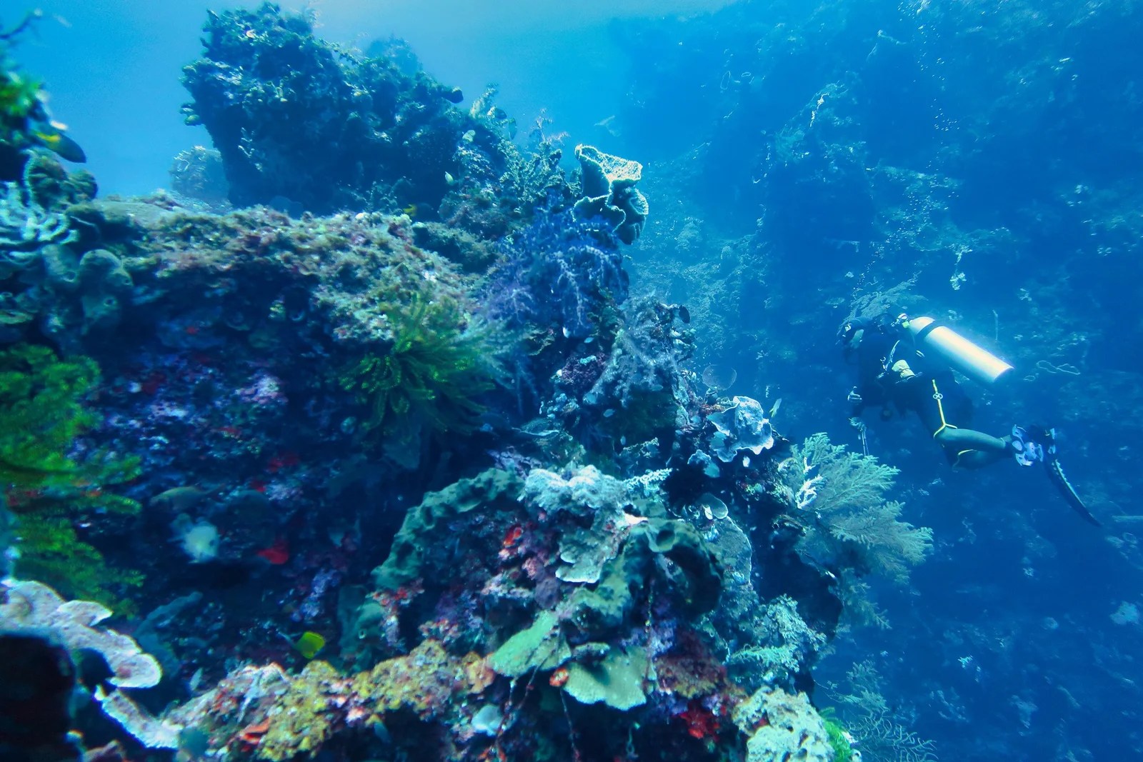 ternate_pinnacle dive 4 Samata Luxury Liveaboard