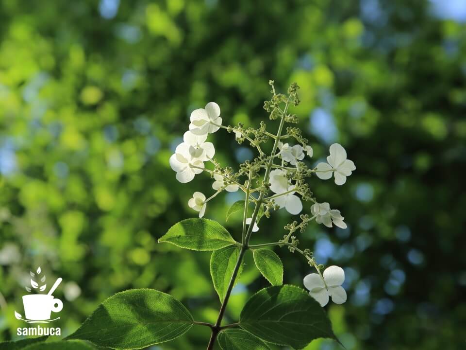 白木蓮が咲いて、散り。こぶしが咲いて、さらに桜を見上げるように、雪柳も咲き始め。実は、白い花って 艶やかで贅沢だ！と眺めるのは春だけの楽しみかも？／3/27=旧2/19・戊申 ノリウツギ、夏の白い花と山暮らし | Sambuca