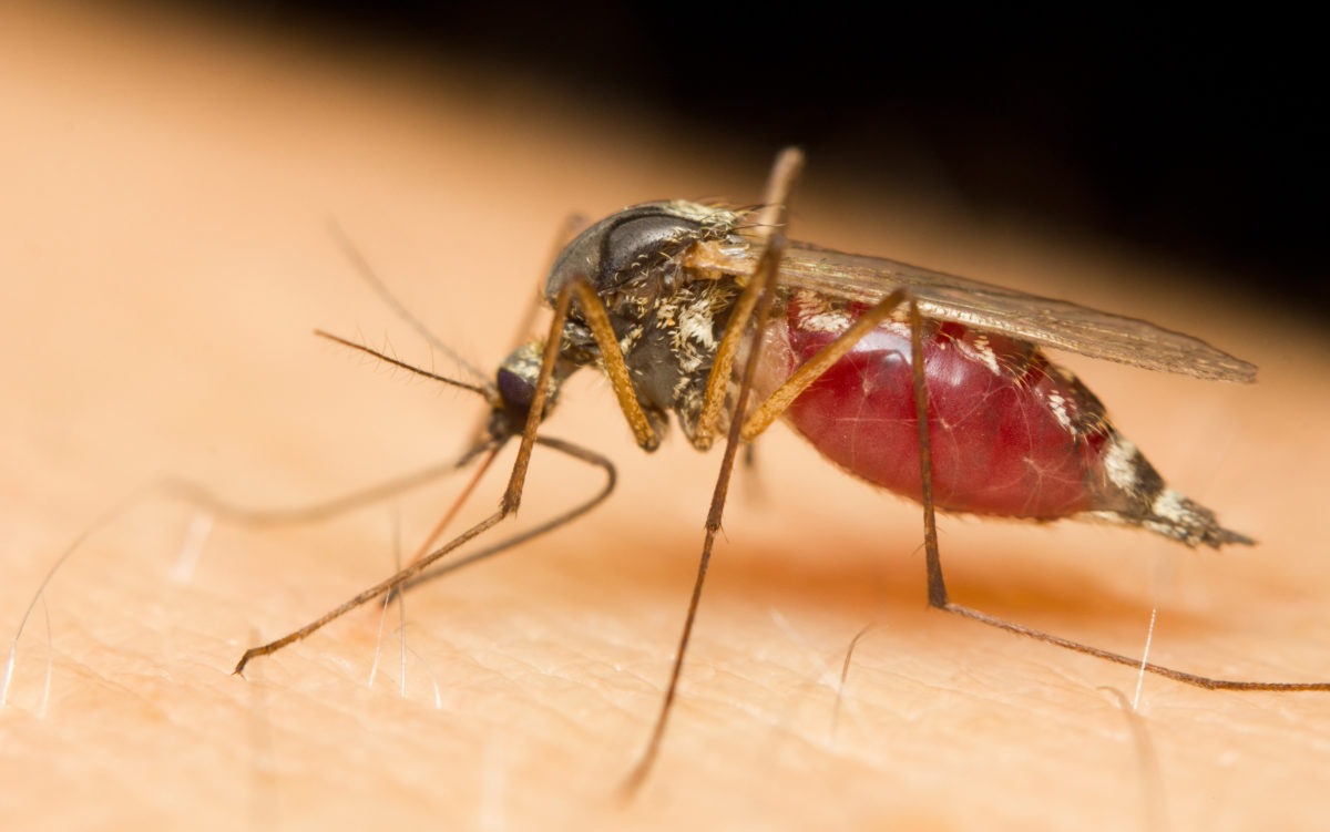 Can Mosquitoes Transmit STDs? — Same Day STD Testing in CLIA Certified Labs