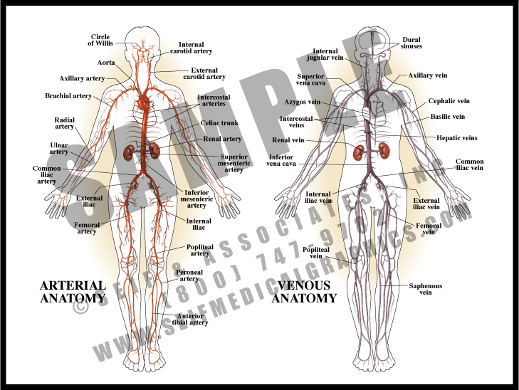Arterial and Venous Anatomy - S&A Medical Graphics