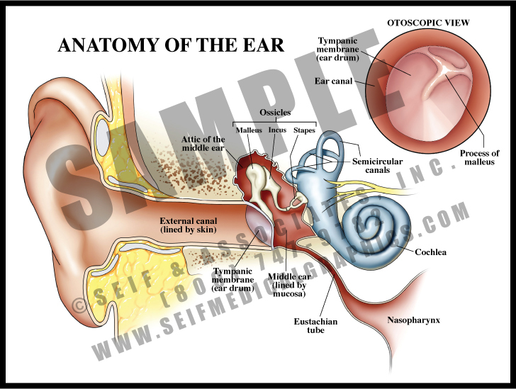 Anatomy of the Ear S&A Medical Graphics