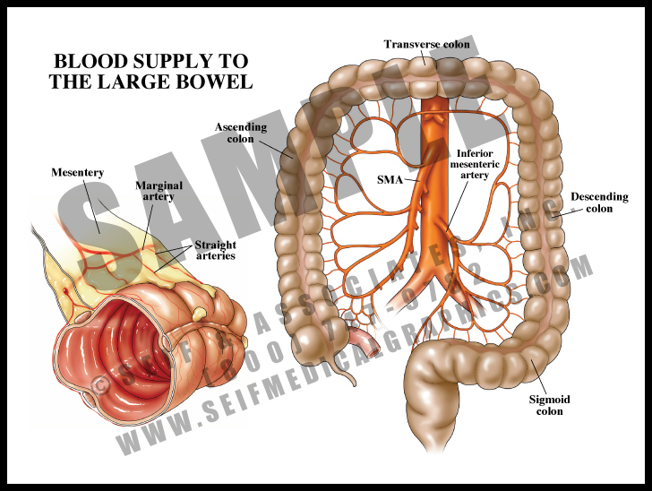 Blood Supply to Large Bowel S&A Medical Graphics