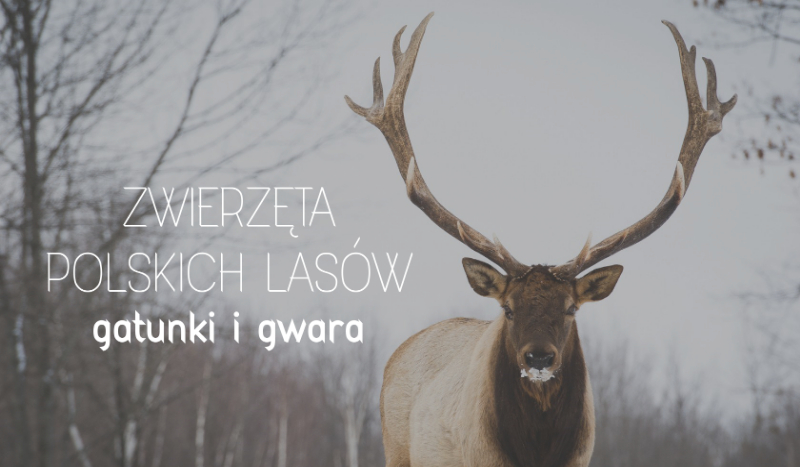 Zwierzęta polskich lasów gatunki i gwara sameQuizy