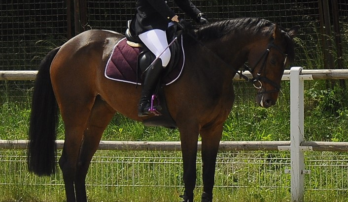 Czy Rozpoznasz Różne Rzeczy Związane Z Końmi?