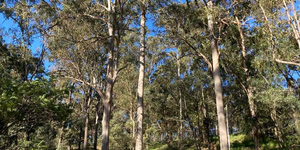 Trees An ecological essential SDPPA