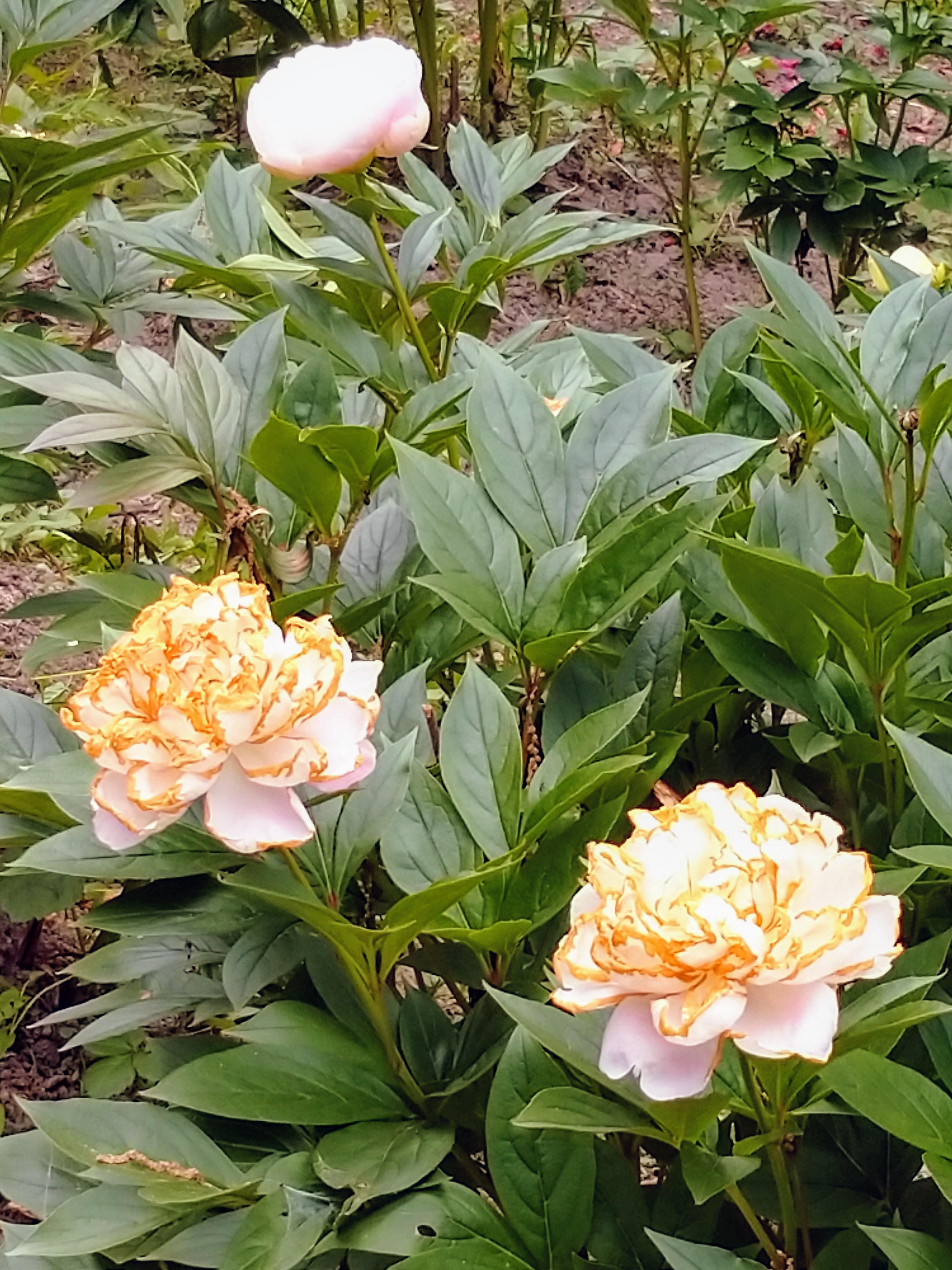 可憐で気高く美しい芍薬：みんなの笑顔、どっと咲く。山形市のアーティフィシャルフラワー作家