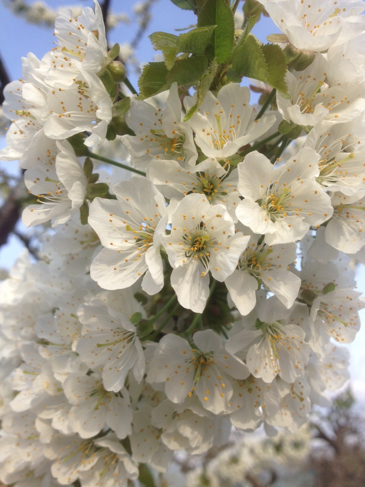 さくらんぼ・花：やまがたへの旅/みんなでつくる観光情報コミュニティサイト