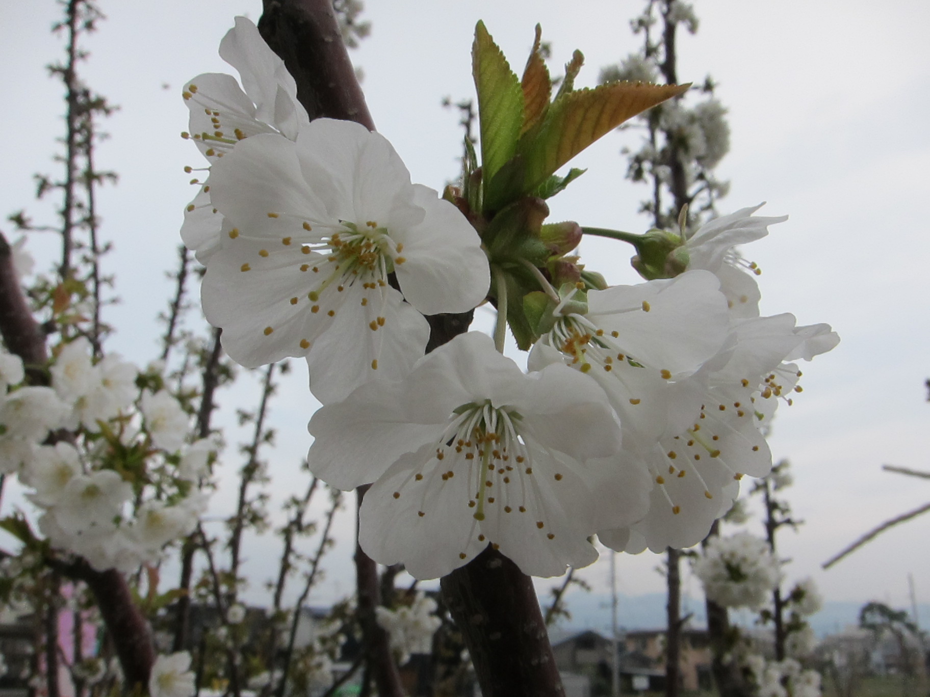 さくらんぼの花も満開期に!!：花と食と歴史のおきたま花回廊｜やまがた花回廊