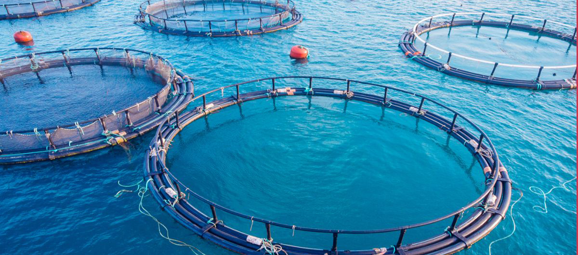 Sami Fish Farm Best Fish Farm in Tamilnadu