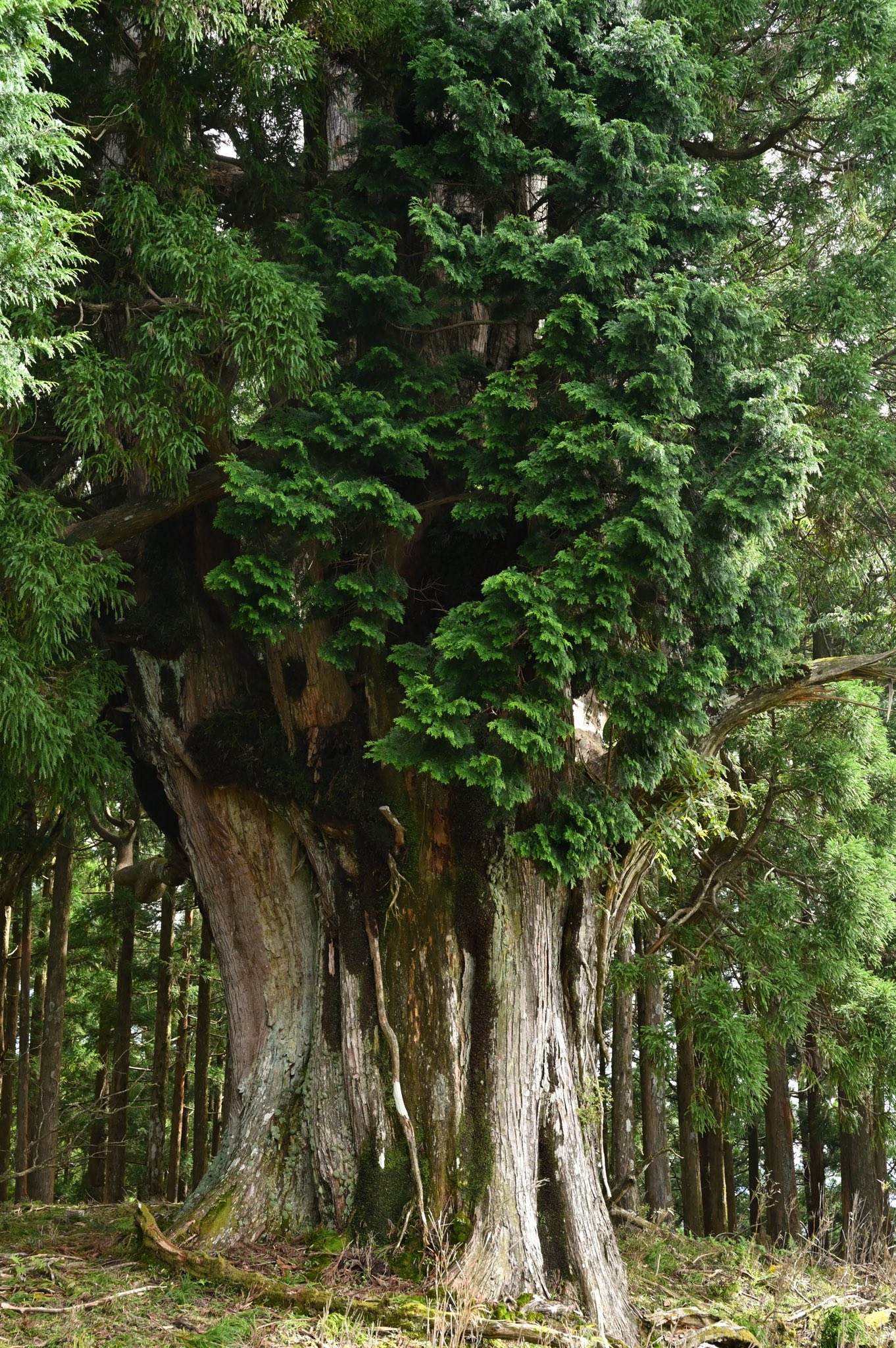 Haunted Cedars of Yanase A huge natural cedar tree that stan... samim
