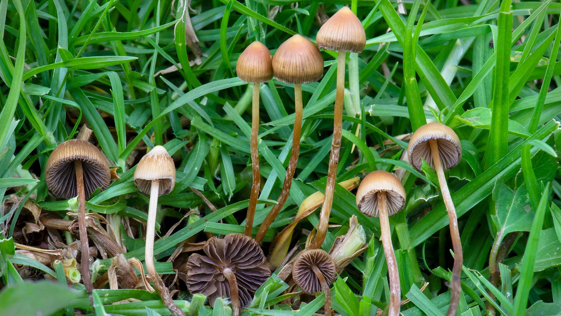 Psilocybin Mushrooms of the World: An Identification Guide