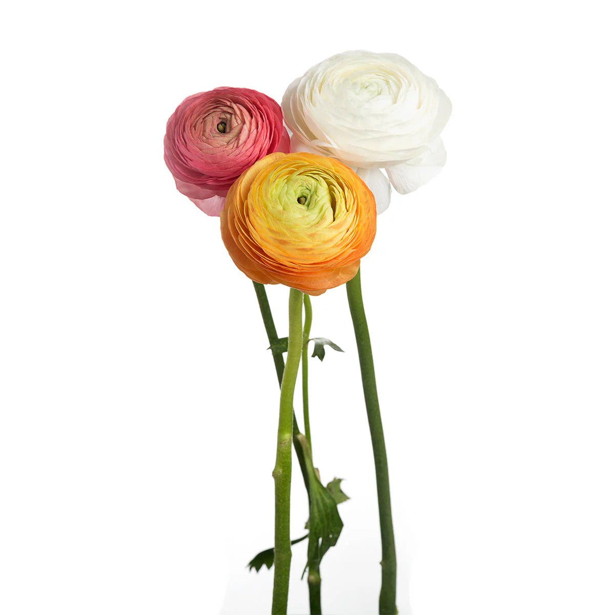 Assorted Ranunculus Sami Sacha Flowers