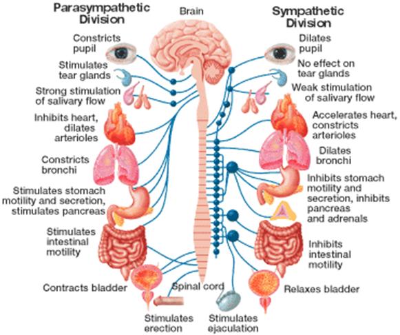 The Missing Piece in Designing Your Training Program the Autonomic