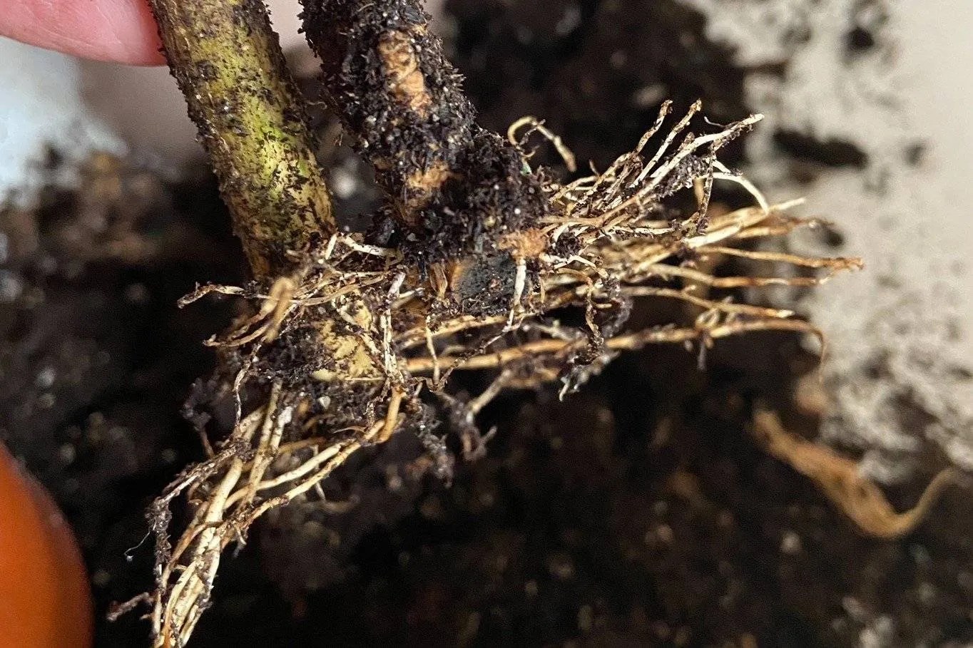 GARDENING To proliferate an existing plant, clip and grow new roots