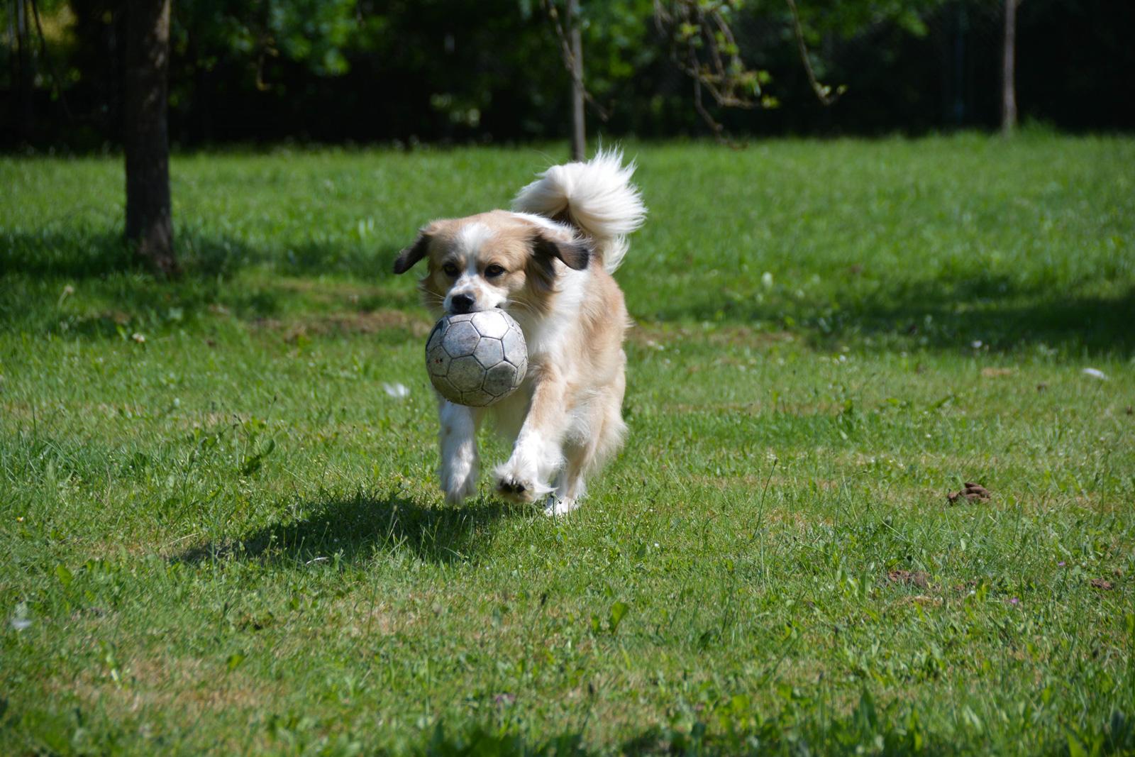 Pension für Hunde Sammy´s Farm