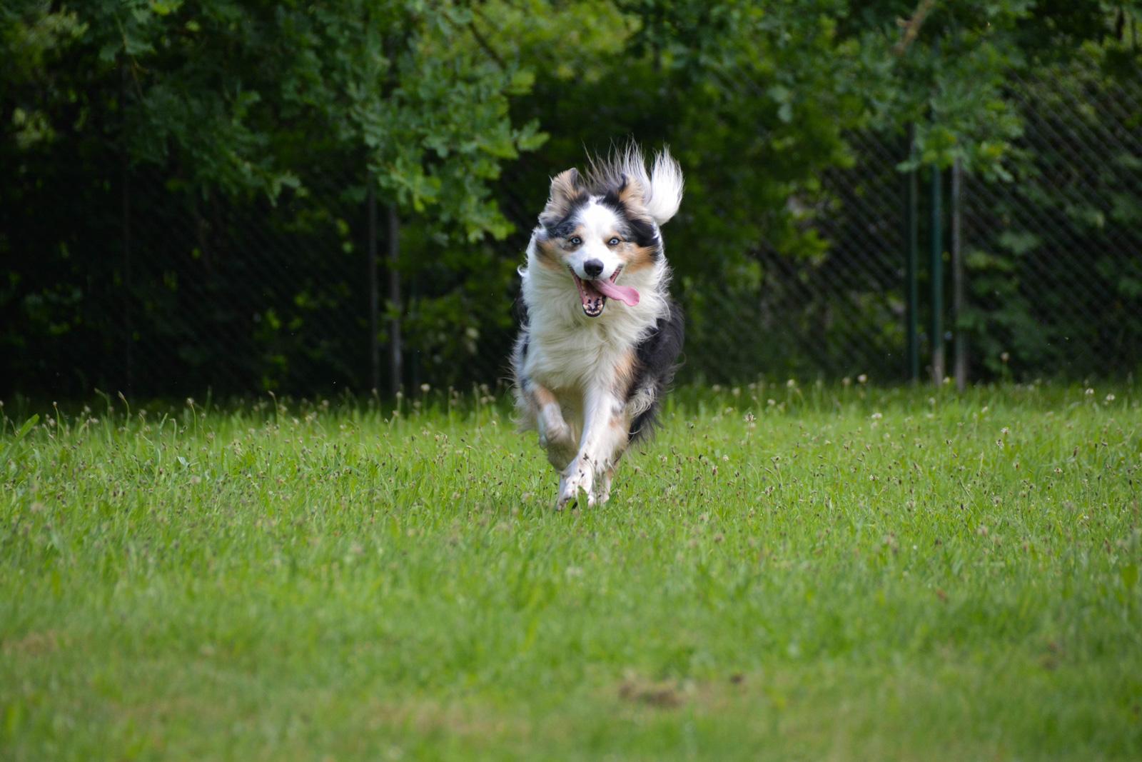 Pension für Hunde Sammy´s Farm