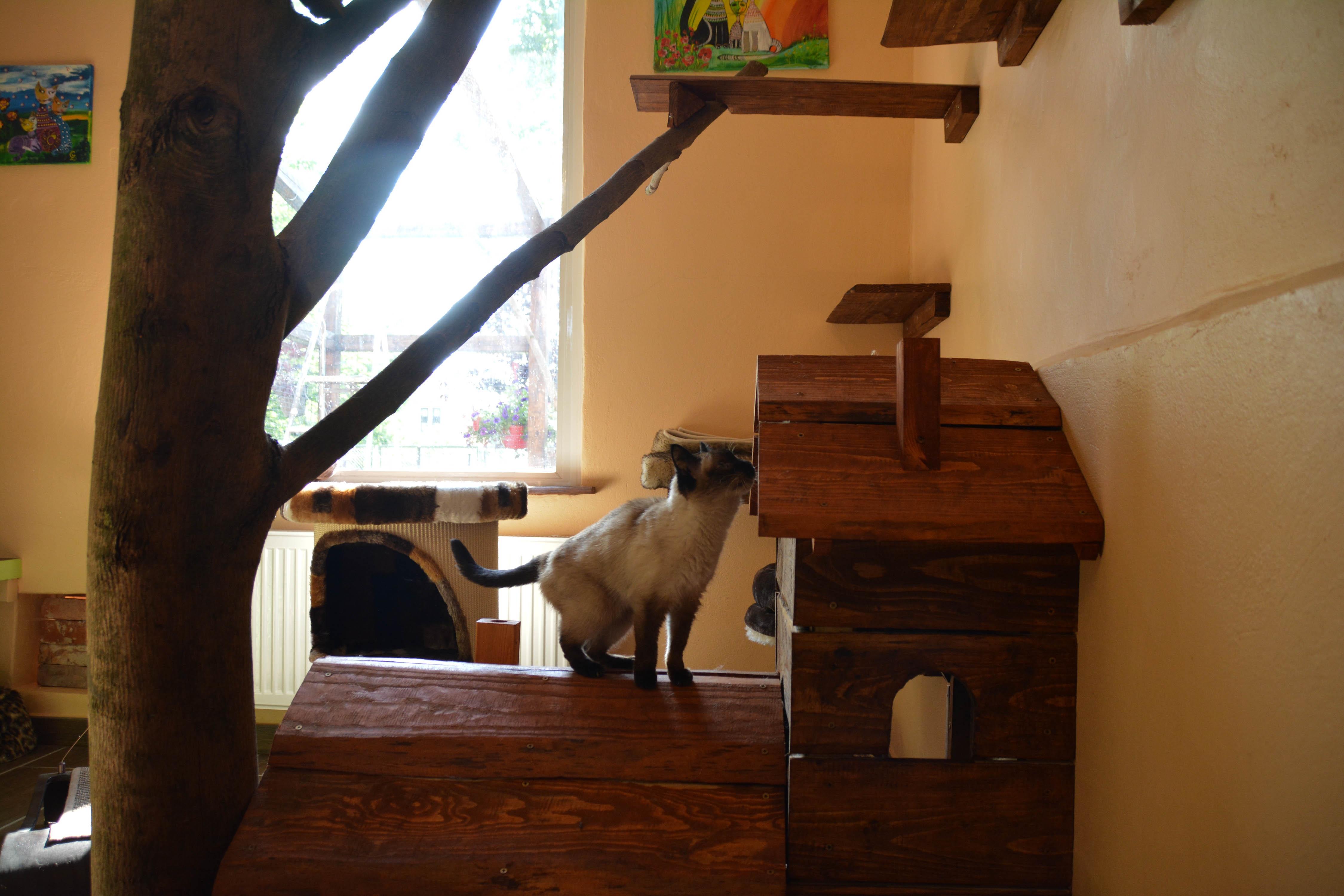 Pension für Katzen Sammy´s Farm