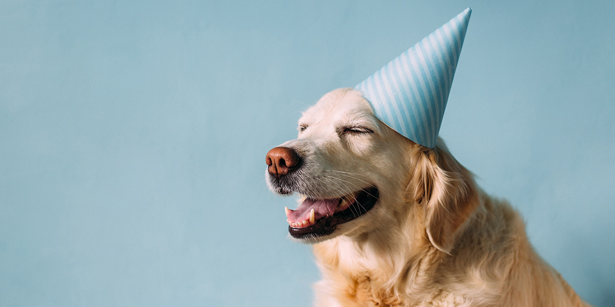 Why Do Dogs Like Bones So Much 3 Common Reasons