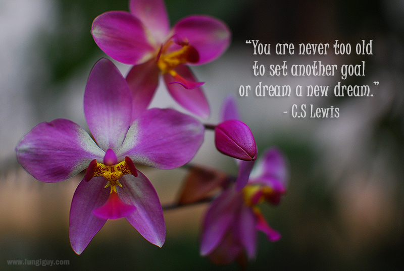Orchid Flower Quotes Best Flower Site