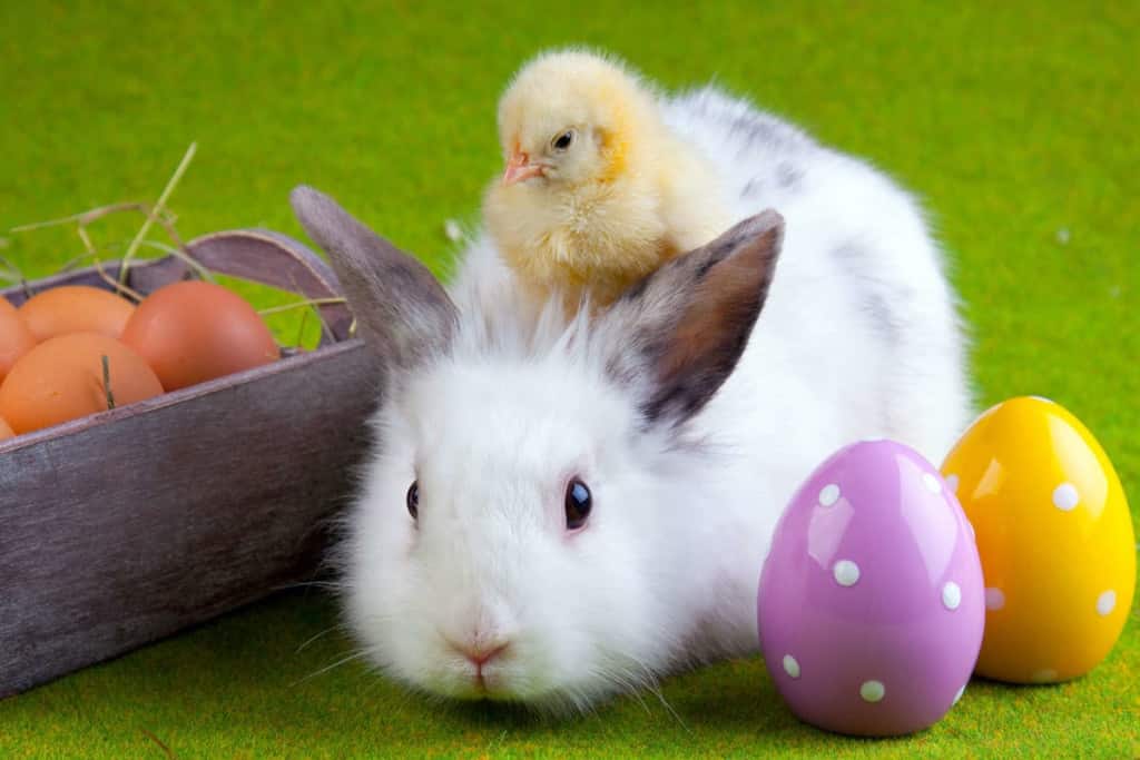 Reminder Don't Your FREE Easter Bunny Photos At Petsmart TOMORROW!