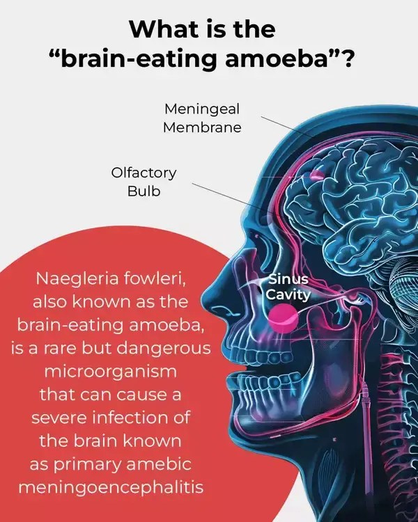 Understanding the "BrainEating Amoeba" Naegleria fowleri