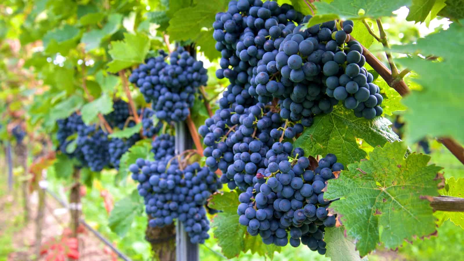 Wineries in Conneaut, Ohio 10 Beautiful Destinations