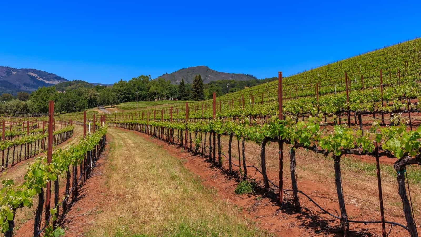 10 Best Wineries in Sonoma A Guide to the Top Vineyards