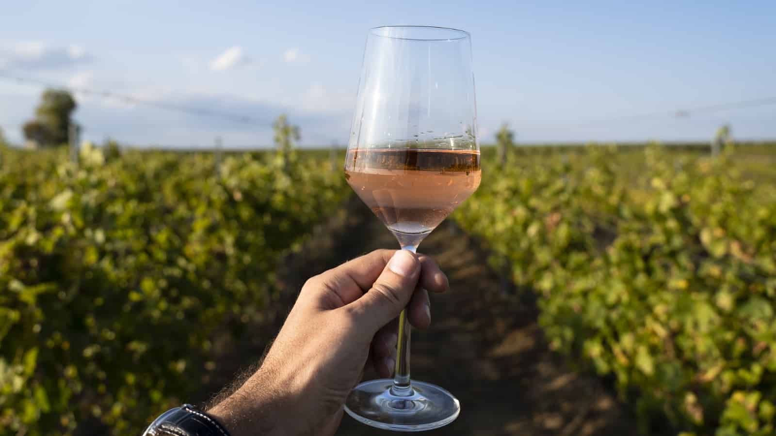10 Best Wineries in Malibu A Unique Tasting Experience