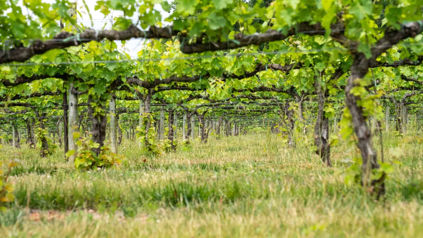 10 Wineries in Zillah, WA Scenery and Fine Wines