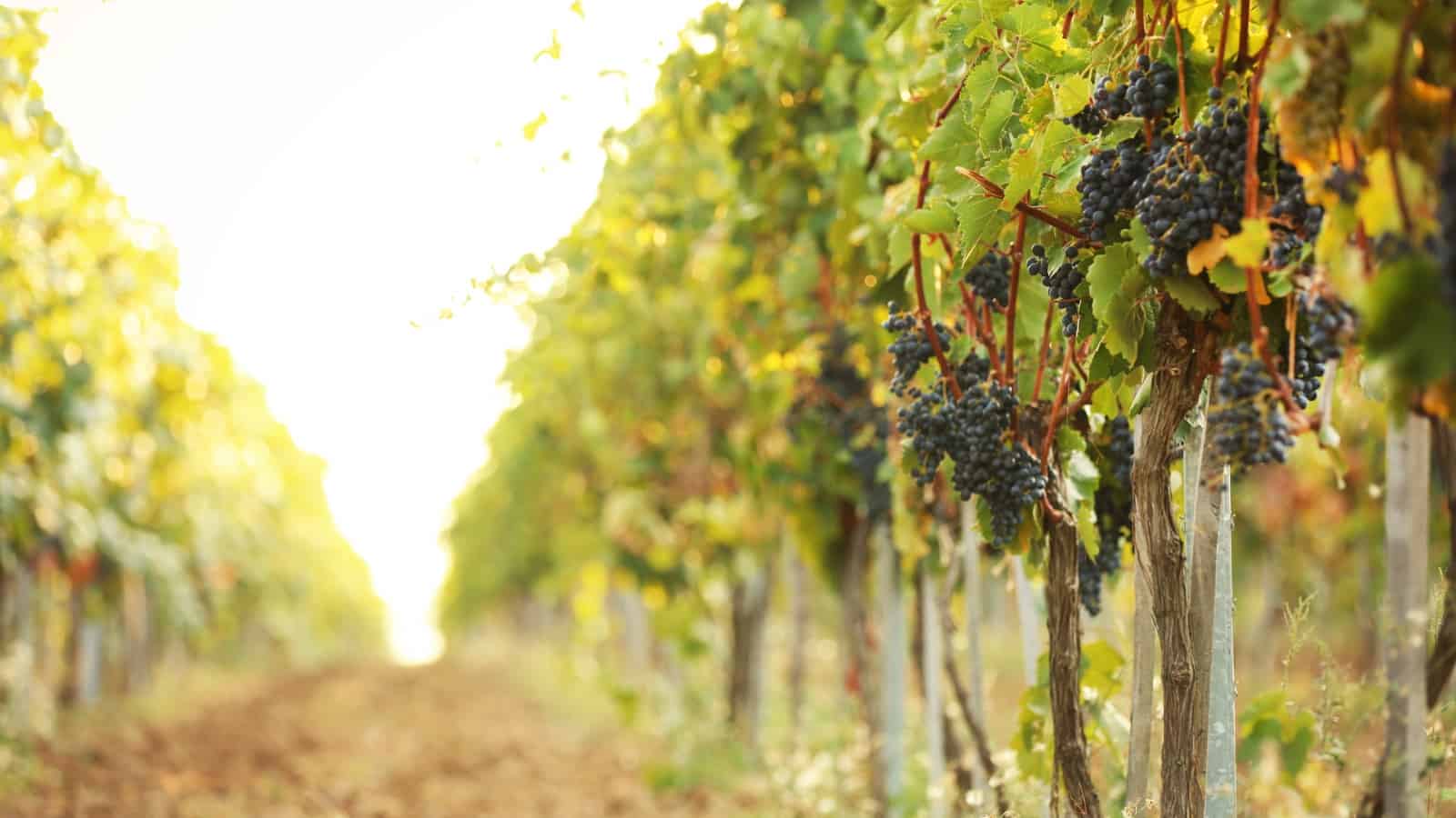 10 Wineries in Zillah, WA Scenery and Fine Wines