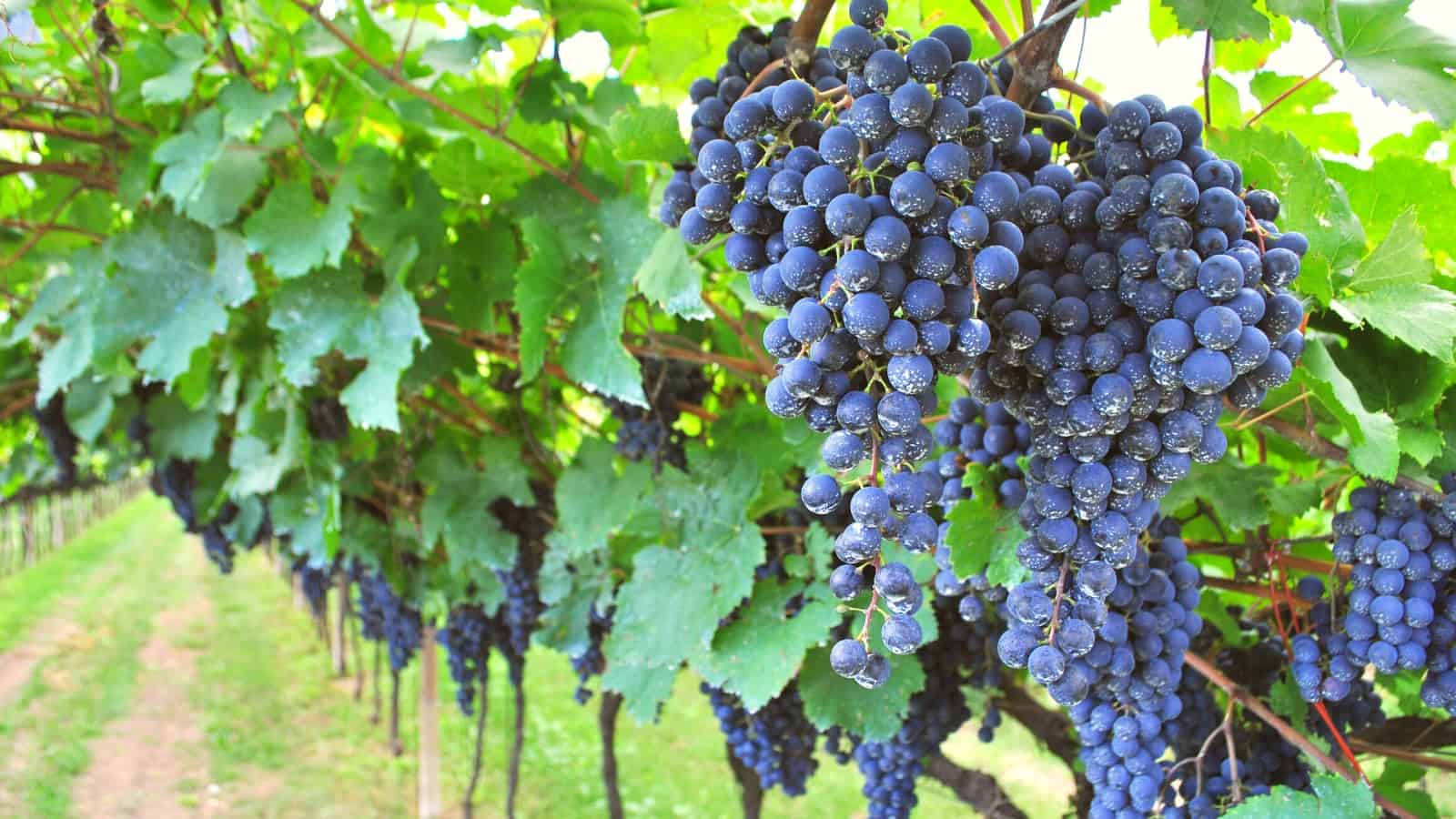 7 Wineries in Defiance, MO Style, Scenery, and Great Wine