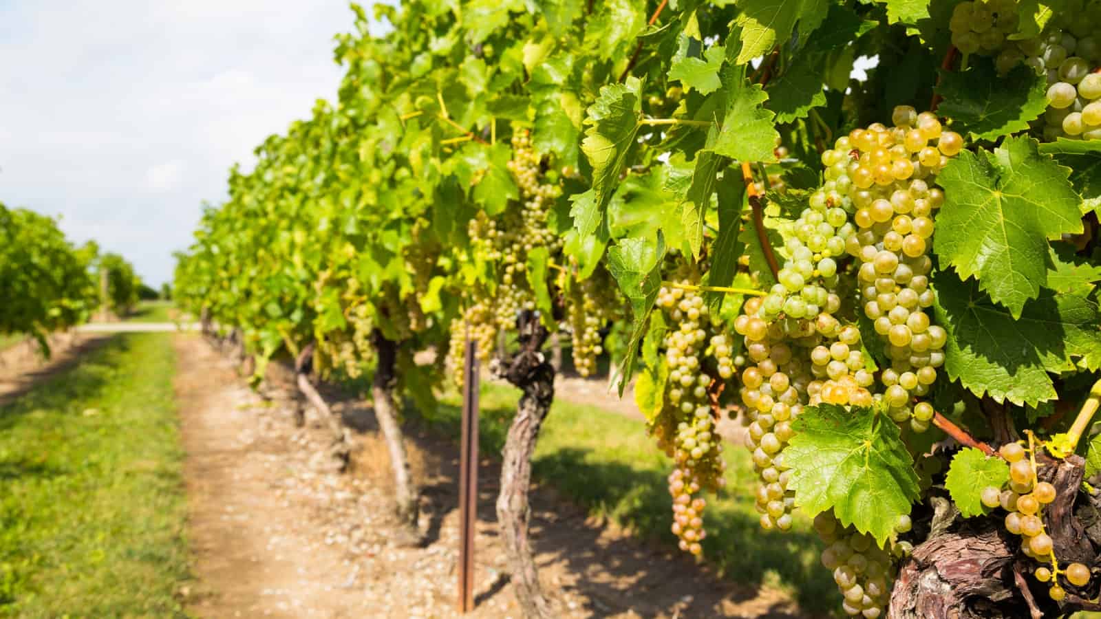 7 Wineries in Defiance, MO Style, Scenery, and Great Wine