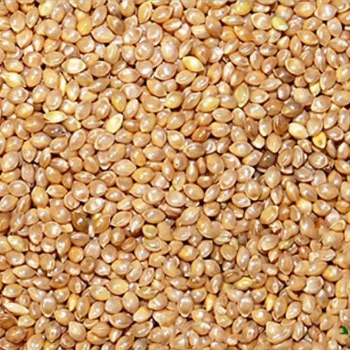 What is Millet in Marathi? Types of Millets in Marathi मिल्लेट्स