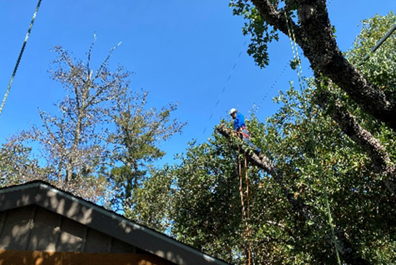 Sam's Tree Service Santa Rosa, CA Affordable, licensed arborists