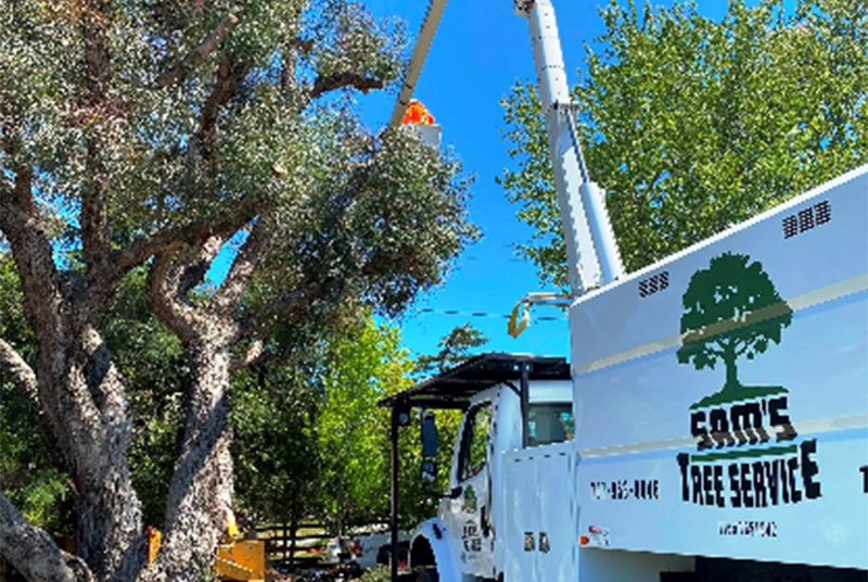 Tree Care Services In Santa Rosa CA Sam's Tree Service