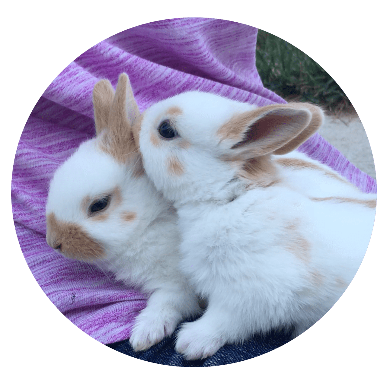 Sam's Spots for Sale