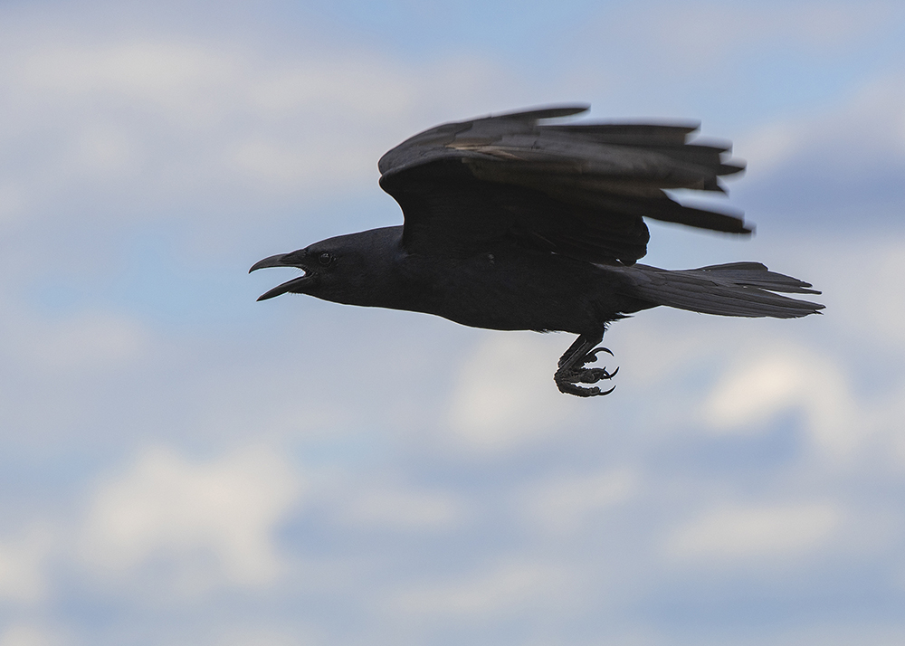 thurston crow